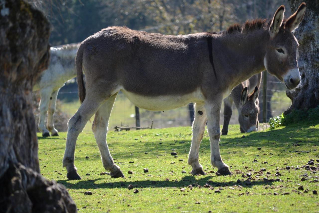 Quinta da Alcaidaria Mor Villa Ourem Bagian luar foto
